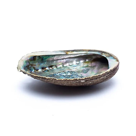 Grüne Abalone Smudge Muschel Haliotis Fulgens M -- ±12–16 cm