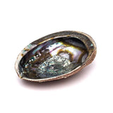 Grüne Abalone Smudge Muschel Haliotis Fulgens L -- ±15–17 cm